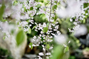境内の枝垂れ桜